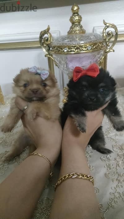 pom puppies