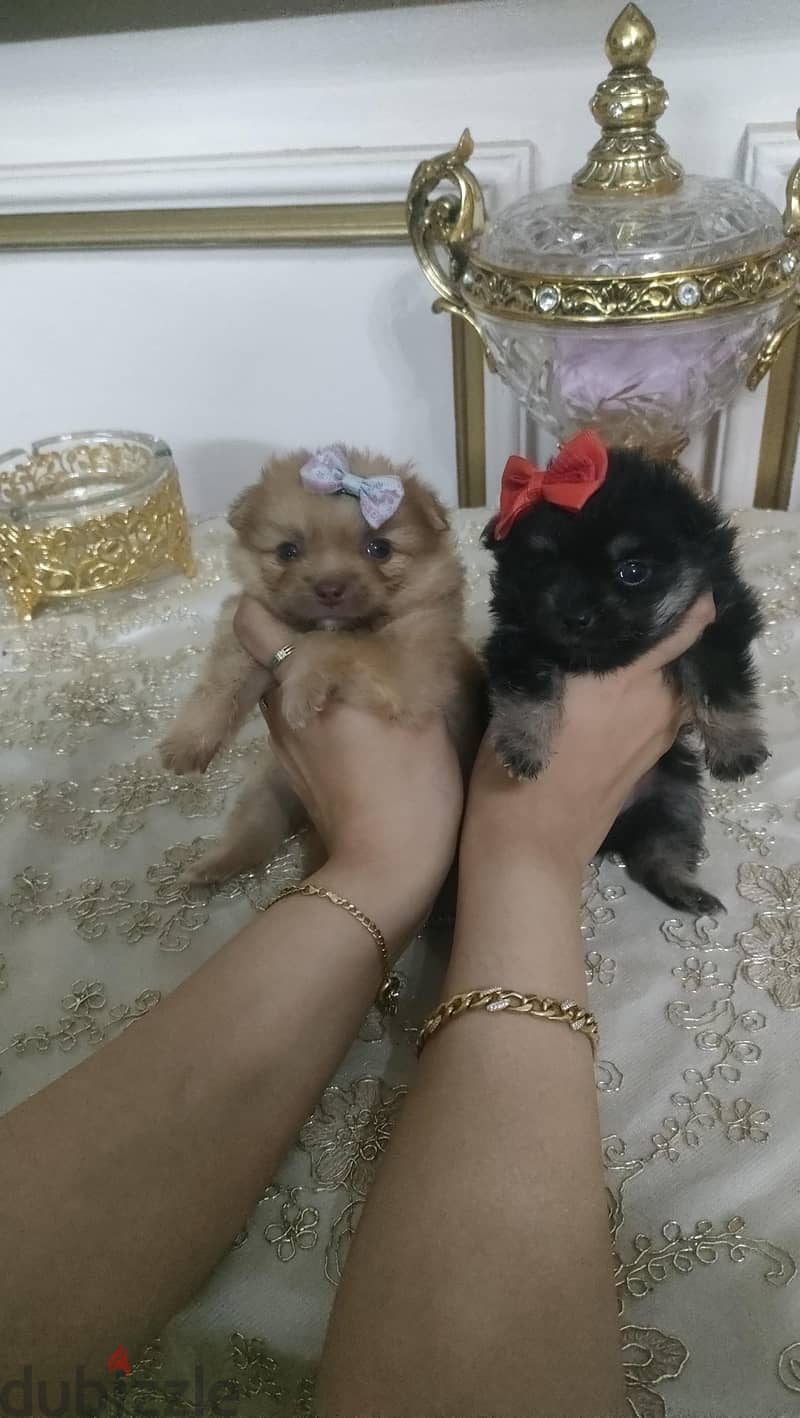 pom puppies 1