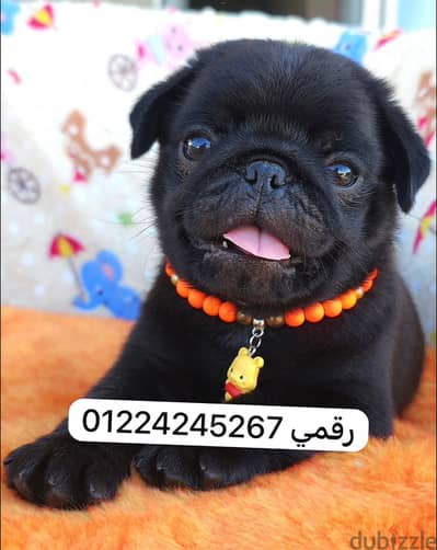 Pug black puppy