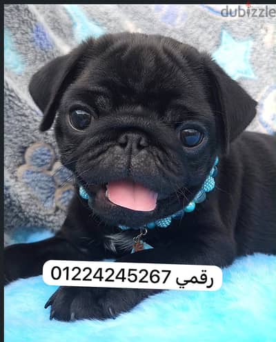بج اسود pug puppy black