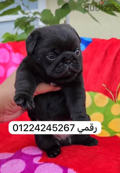Black _pug _ balck