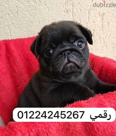 —black— pug puppy __ black
