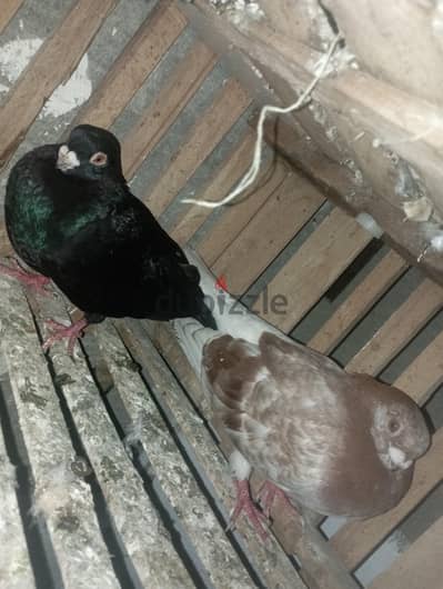 جوز استراري شغيل