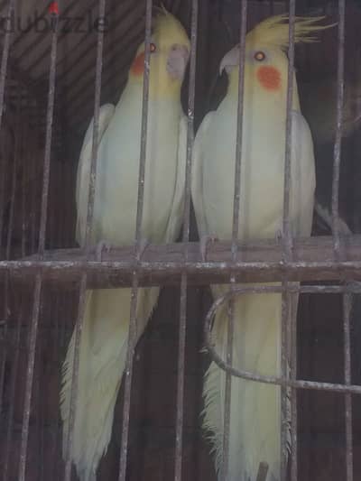 لاتيني شبابات 850