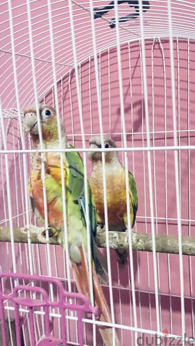 هاى ريد فيس
