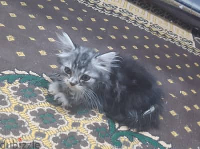 بيع قطط شيرازي عمر 55 يوم