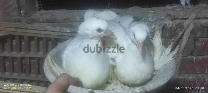 جوز زغاليل قطاوي مستوي  ماشاء الله  محترم