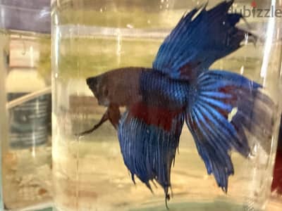 Delta blue betta fish fighter male adult