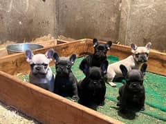 French bulldog puppies, local breed from imported parents. Top quality 0