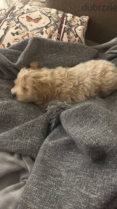 Multipoo dog