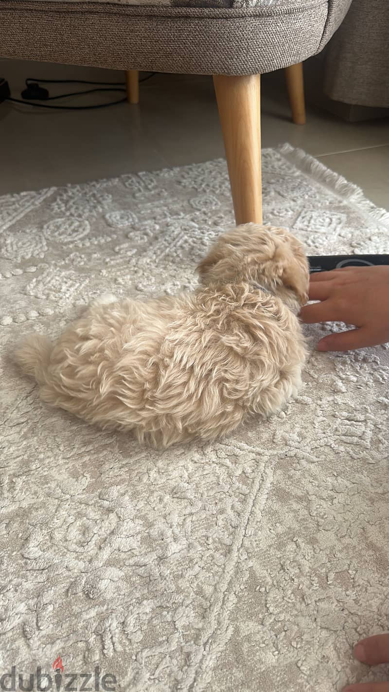 Multipoo dog 1