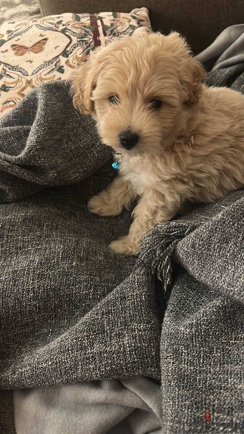 Multipoo dog 2