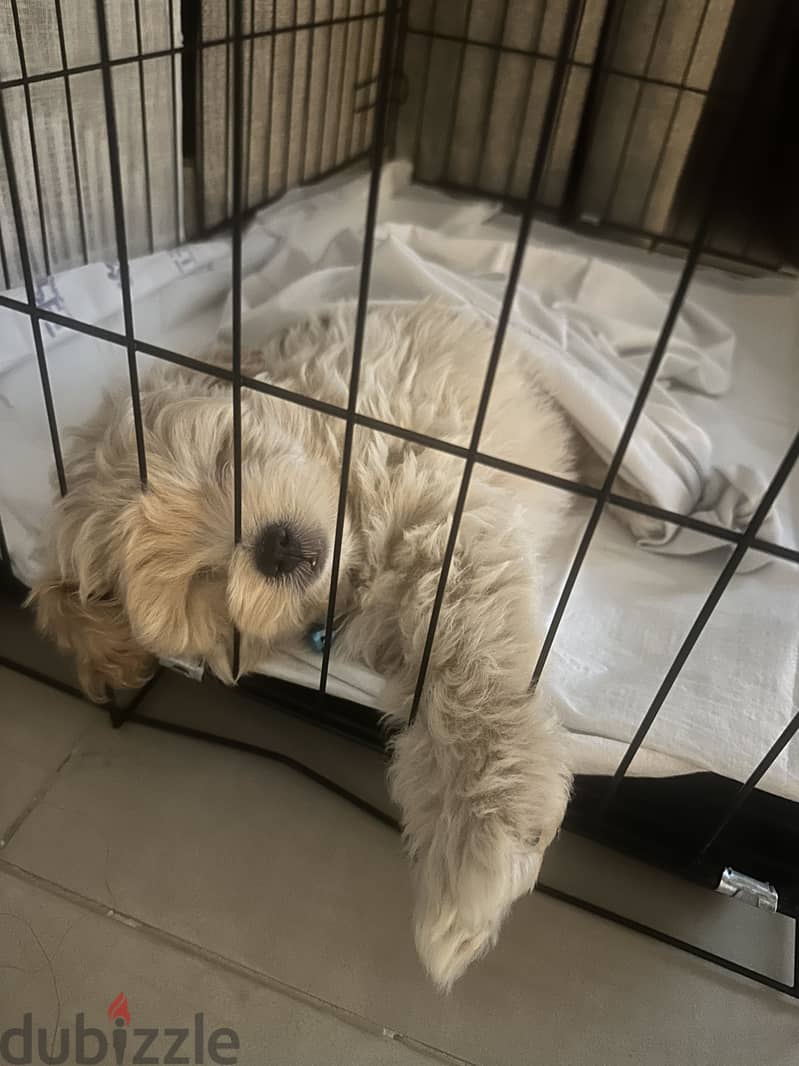 Multipoo dog 3