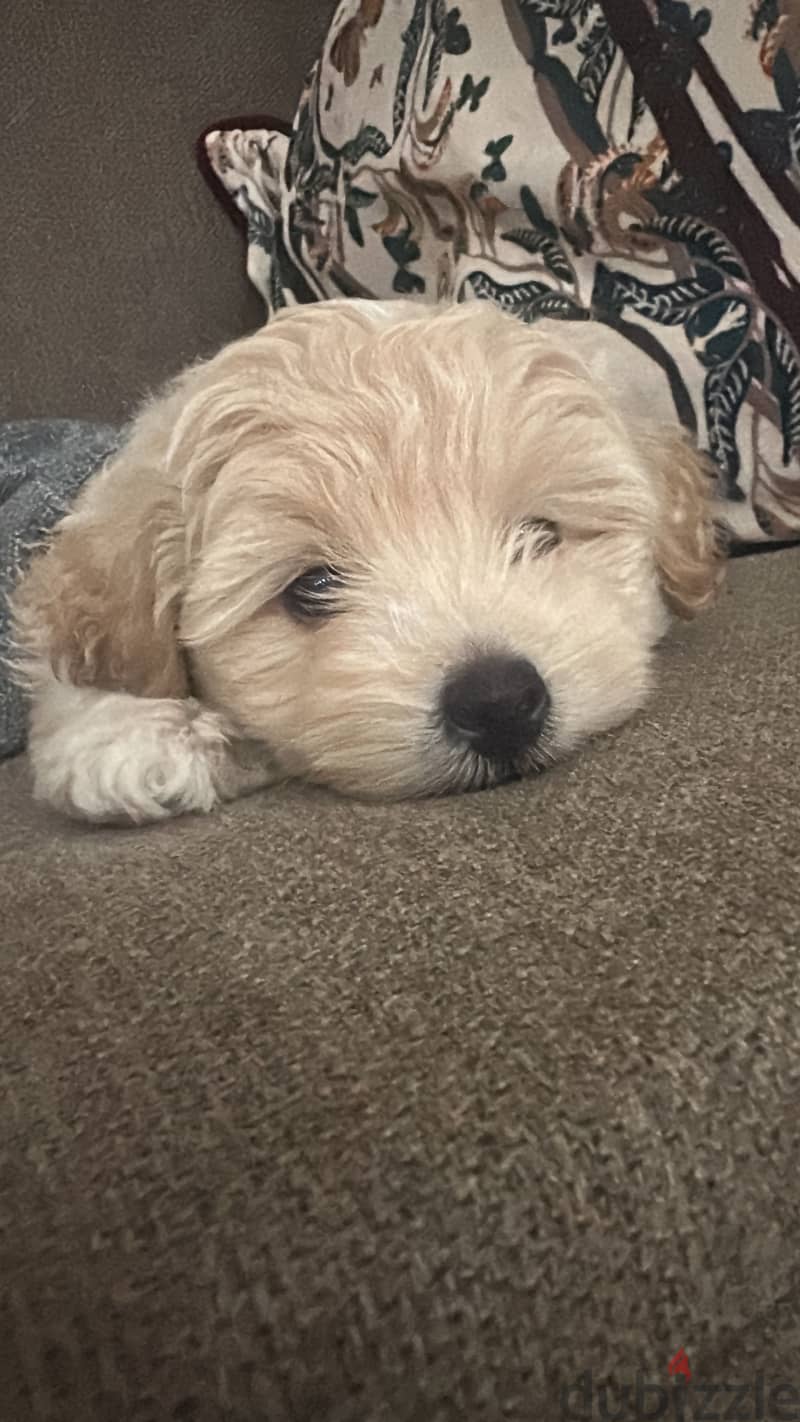 Multipoo dog 4