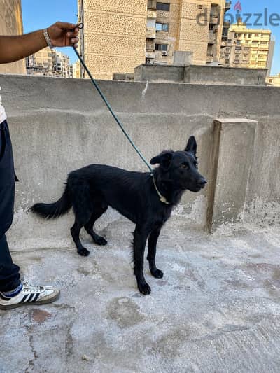 royal black for sale