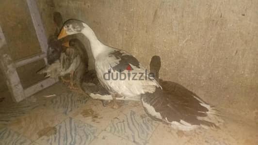 للبيع وز بياض واحد دكر وتلاتة نتاية