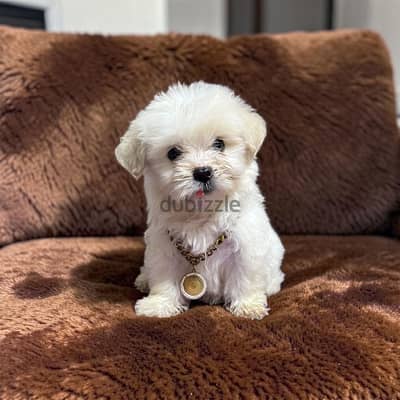 احلى واشيك بنوته هافانيز Havanese ميني عندها 43 يوم
