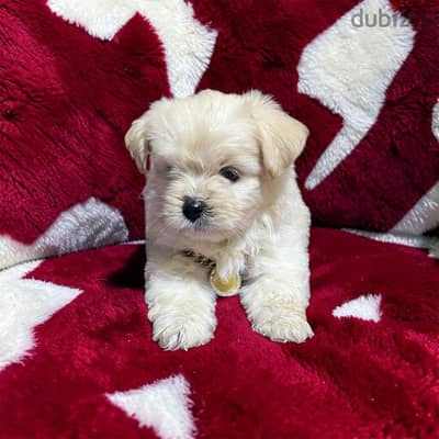 احلى واشيك بنوته هافانيز Havanese ميني عندها 43 يوم
