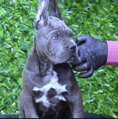 كين كورسو Cane Corso