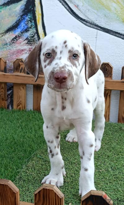 Dalmatian puppies دالميشن