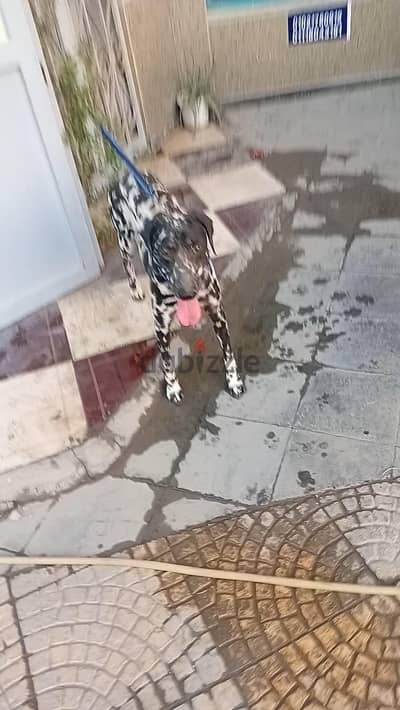 ديلمشن