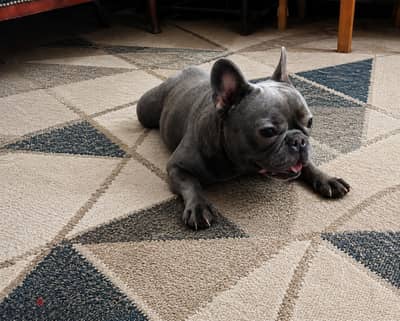french bulldog blue