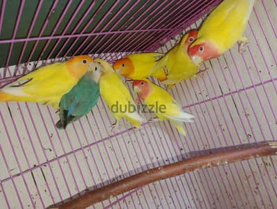 روز شغال