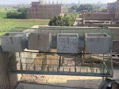 بطاريات أرانب ٢٠ عين