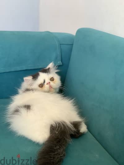 Persian kitten 3m