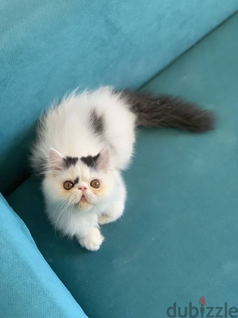 Persian kitten 3m 1