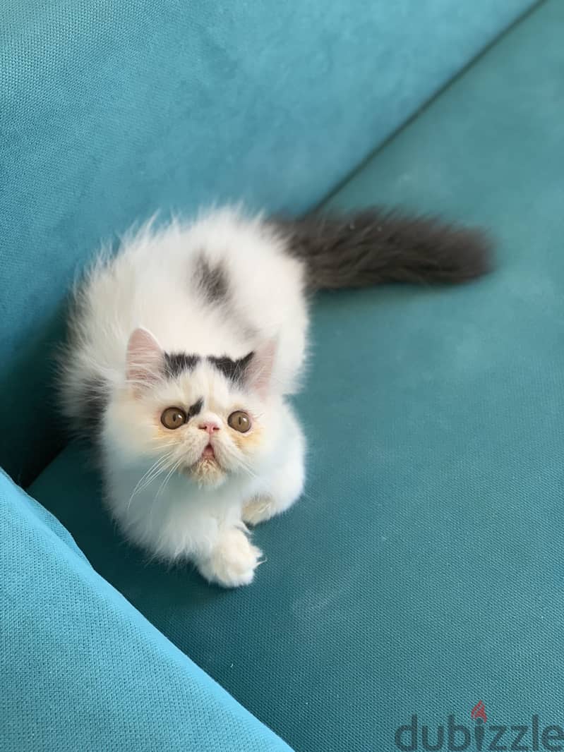 Persian kitten 3m 2