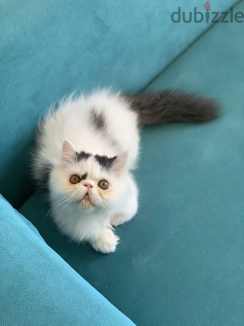 Persian kitten 3m 3