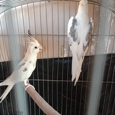 جوز فوتيهات فرنساوي