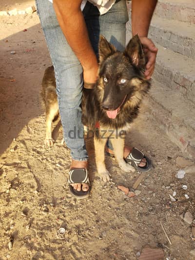 بنوته جيرمن بيور لونج هير
