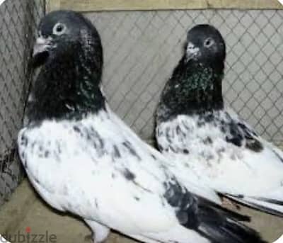 حمام باكستاني