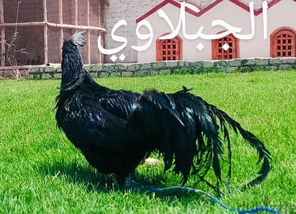 فراخ المبرچيني