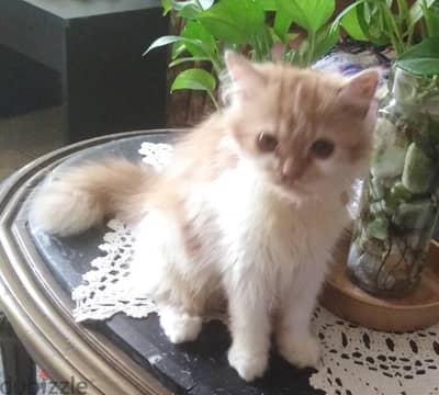قطه شيرازي بيور بنت عمر ٣شهور ونص