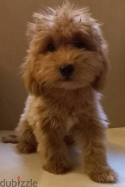 maltipoo & poodle