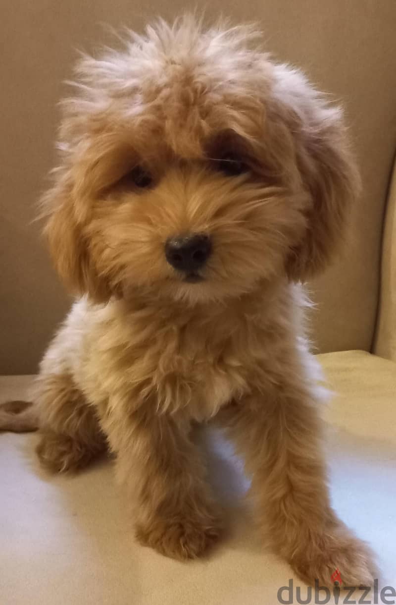 maltipoo & poodle 1