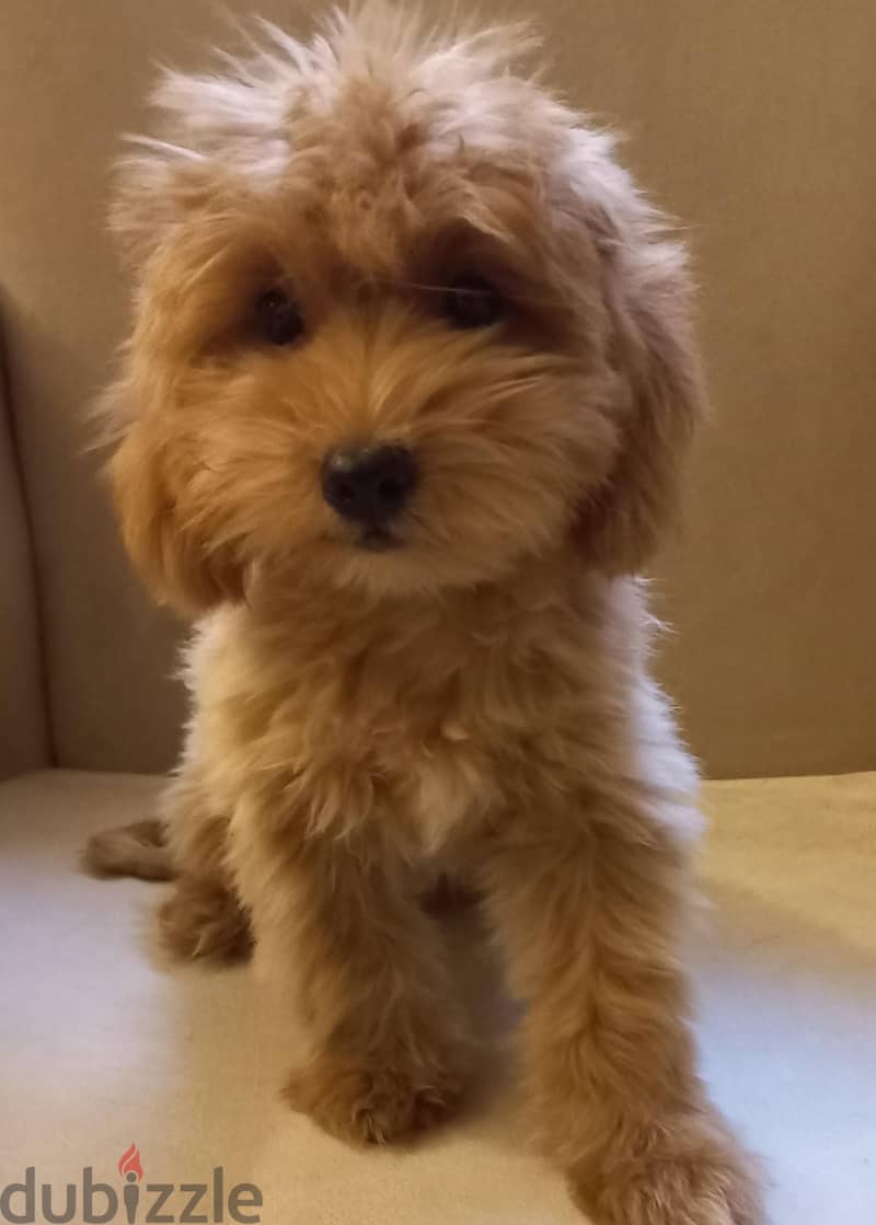 maltipoo & poodle 2