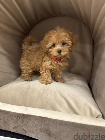 Poodle maltipoo مالتيبو بودل