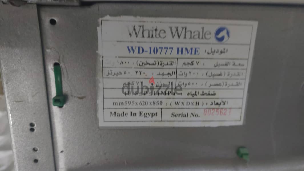 White whale 4