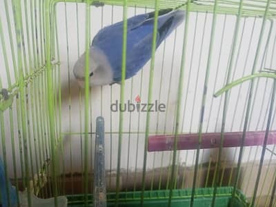 نتايه روز جاهزه التزاوج عمر 11 شهر