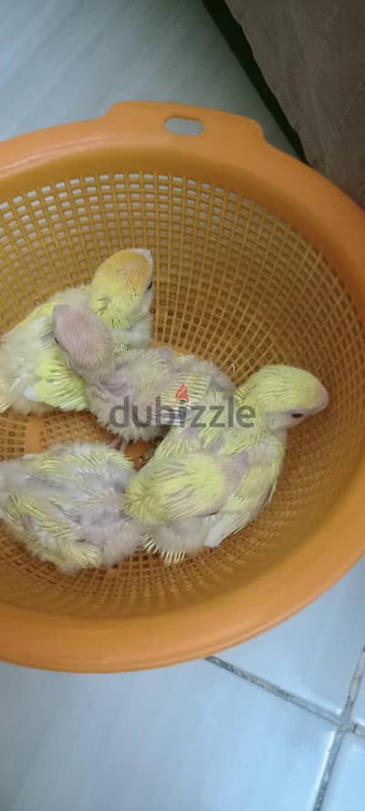 لهوات التاكيل اليدوي شارع العشرين فيصل 01146982262