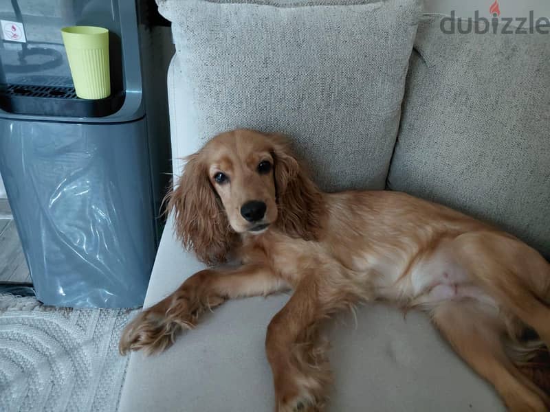 cocker spaniel 1