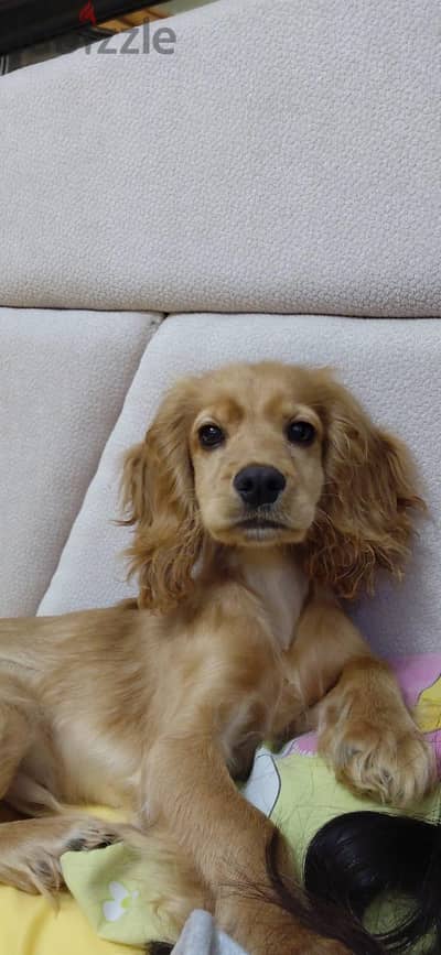 cocker spaniel