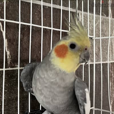 ذكر كوكتيل اول شغل