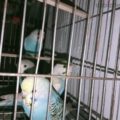 ٤ تركبيات للييع
