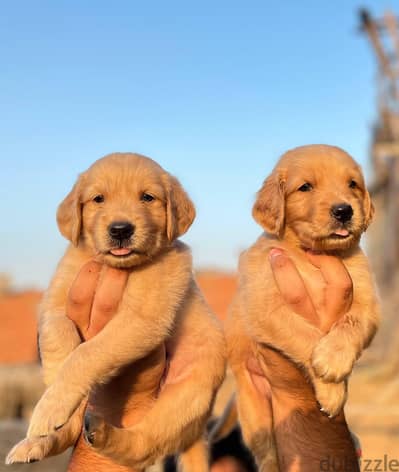 pure golden retrevier puppies