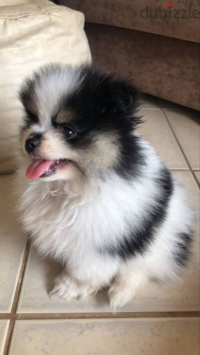 Pure Pomeranian Male Puppy | 45 Days | Teddy Face | Vaccinated